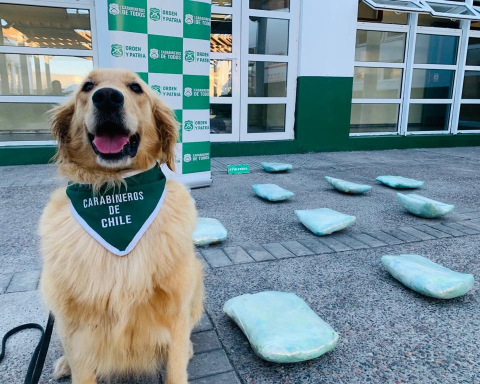 “Frengie” evitó el tráfico de más de 17 kilos de droga hacia el centro del país