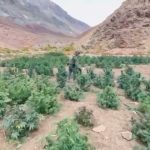 Operativo a más de 3000 metros de altura: Carabineros descubre plantación de Marihuana en Paihuano