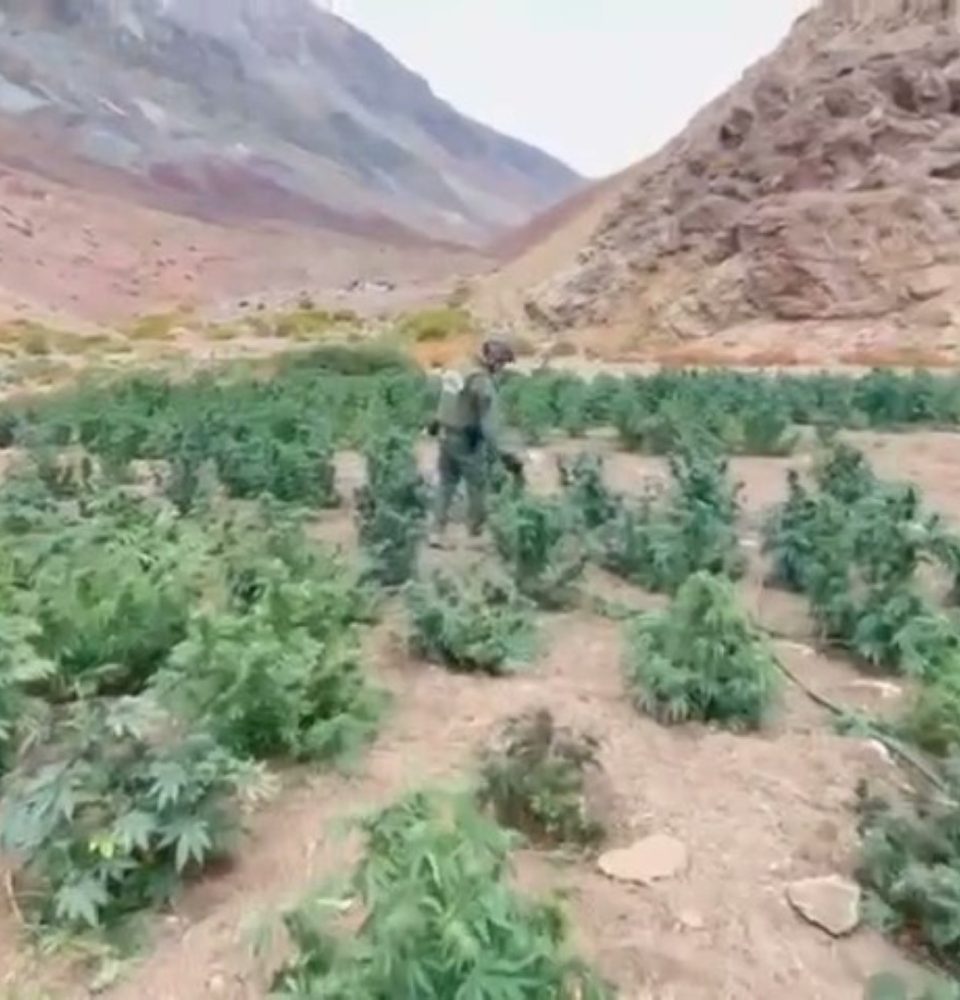 Operativo a más de 3000 metros de altura: Carabineros descubre plantación de Marihuana en Paihuano
